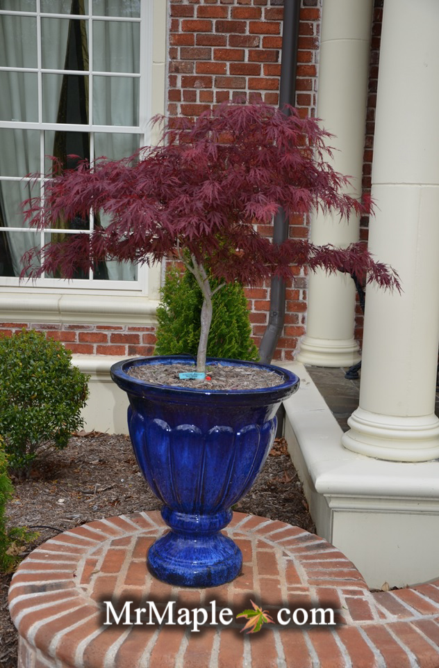 Buy Red Dragon Japanese Maples